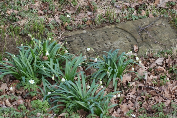 Bolechów, macewa na cmentarzu żydowskim