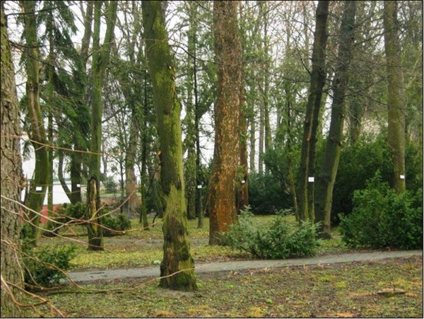 Arboretum w Ostrogu